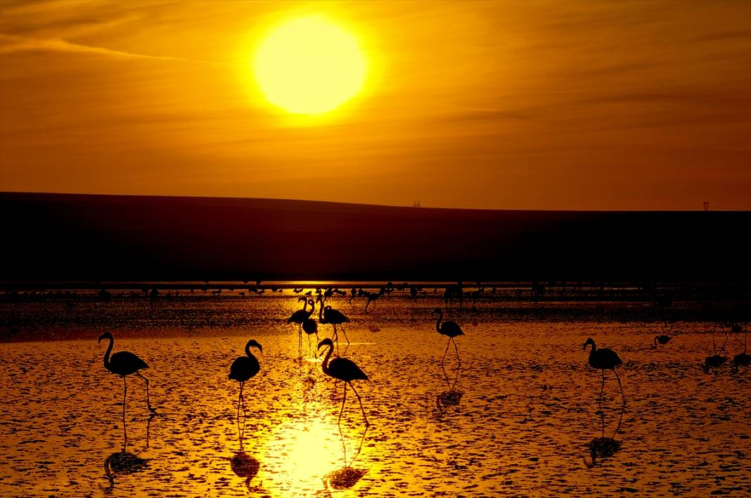 Konya’nın flamingo cenneti! 180 türe ev sahipliği yapıyor, görsel şölen sunuyor 1